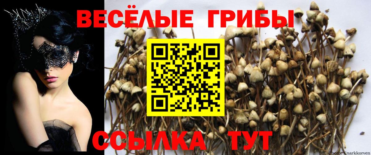 Галлюциногенные грибы Psilocybe Киржач